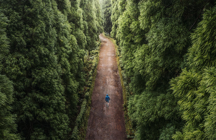Person walking alone on a dirt road surrounded by green trees