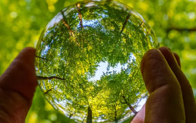 Person holding a translucent sphere reflecting a lush green forest.