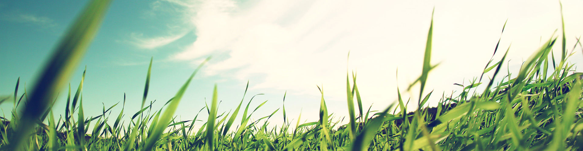 Grass field