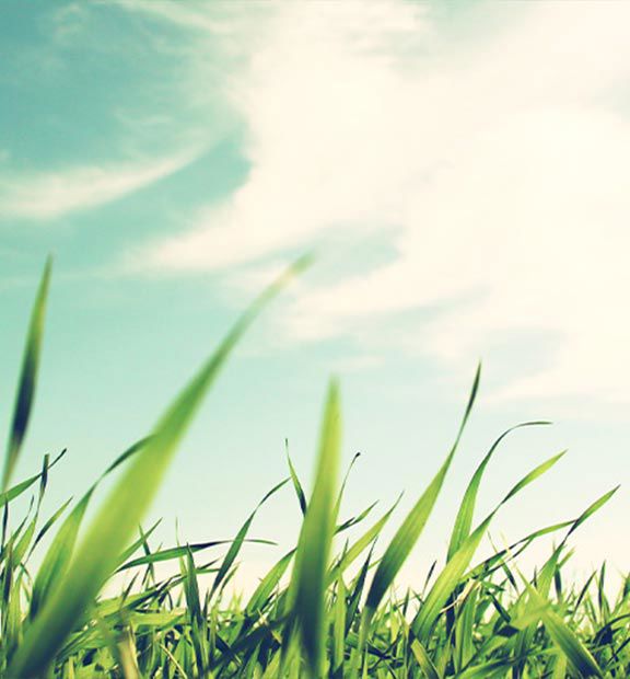 Grass field